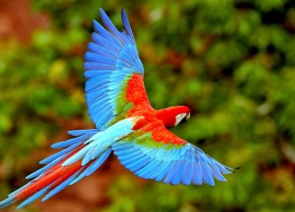 aves colombianas, colombia, aves de colombia, pajaros de colombia, biodiversidad y medio ambiente
