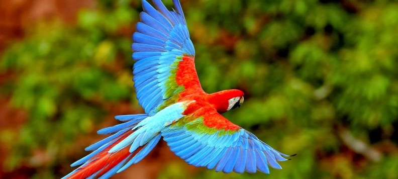 aves colombianas, colombia, aves de colombia, pajaros de colombia, biodiversidad y medio ambiente