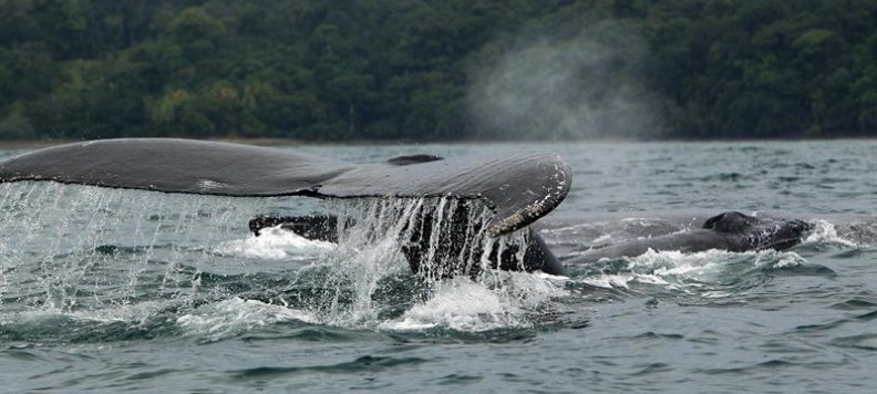 ballenas del Pacífico, ballenas en Colombia, temporada de ballenas en Colombia, ballenas jorobadas, epoca de ballenas colombia