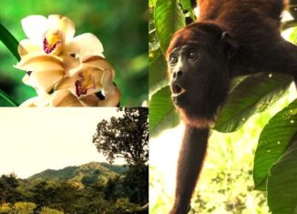 Cinco hermosos bosques en Colombia y las estrategias para mantenerlos vivos